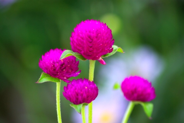 ����ũ��� ����